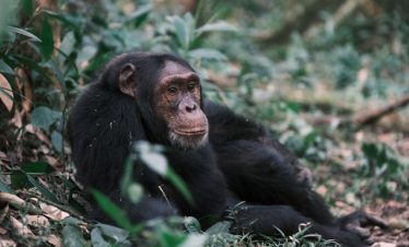3 Days Kibale Safari Tour
