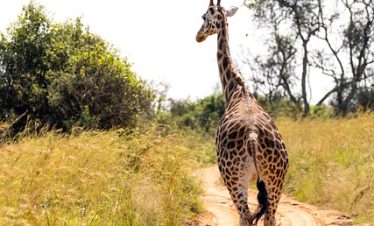 3 Days Kidepo Valley NP Safari Tours