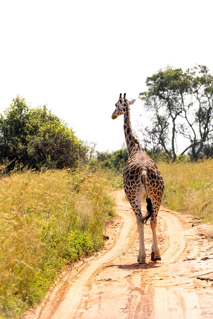 3 Days Kidepo Valley NP Safari Tours