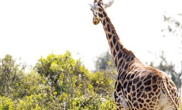 3 Days Queen Elizabeth Budget Safari Tour