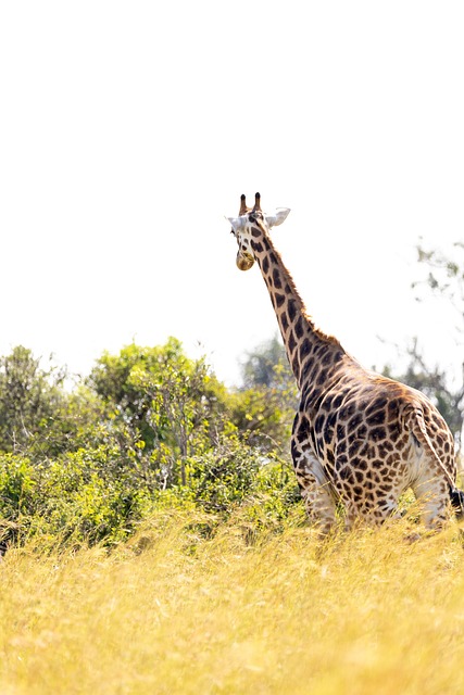 3 Days Queen Elizabeth Budget Safari Tour