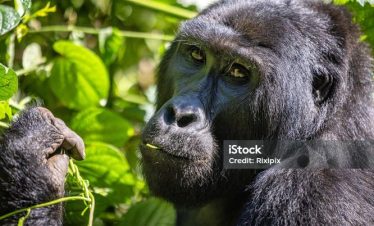 3 Days Uganda Bwindi Gorilla Group Safari Tour