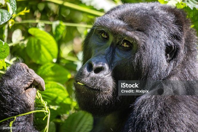 3 Days Uganda Bwindi Gorilla Group Safari Tour