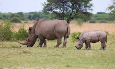 3 Days Ziwa Rhino Sanctuary Safaris Uganda
