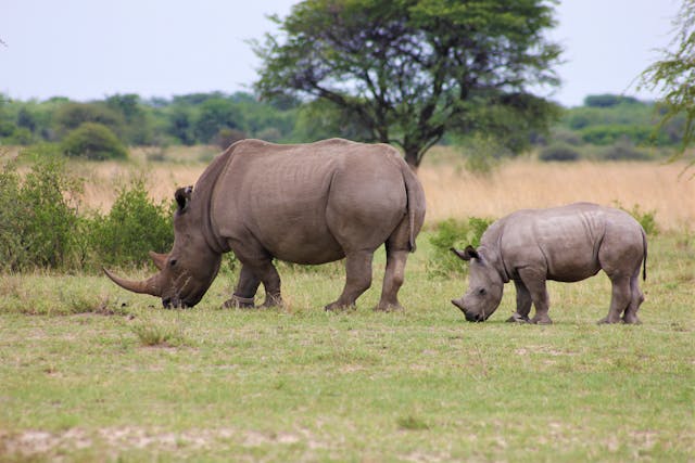 3 Days Ziwa Rhino Sanctuary Safaris Uganda