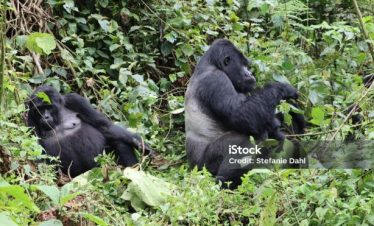 4 Days Mgahinga Gorilla Trekking Safari Tour