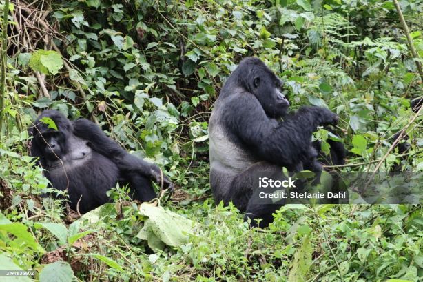 4 Days Mgahinga Gorilla Trekking Safari Tour