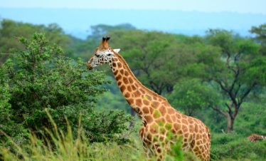 4-day Group safari tour in Uganda