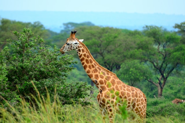 4-day Group safari tour in Uganda