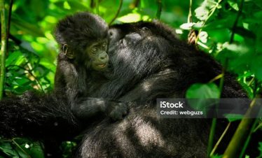 5 Best Uganda Gorilla Trekking Safari Tours
