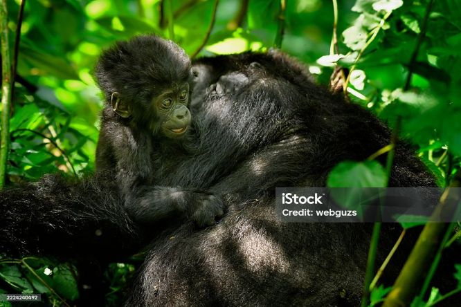 5 Best Uganda Gorilla Trekking Safari Tours