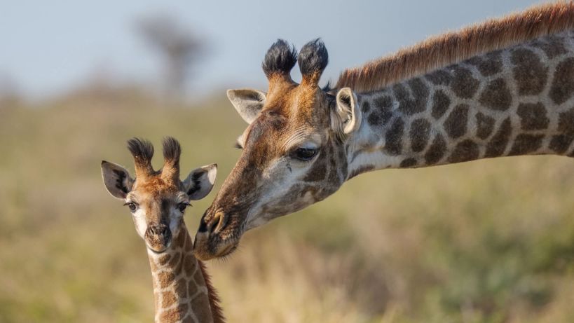 5 Days Kibale Chimpanzee & Bigodi Swamp Safari Tour