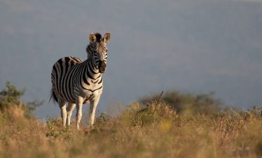 5 Days Uganda Gorilla & Wildlife Safaris