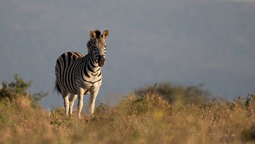 5 Days Uganda Gorilla & Wildlife Safaris