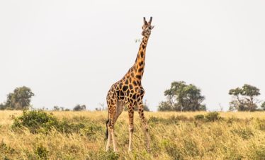 5 Days Uganda Group Safari Tour