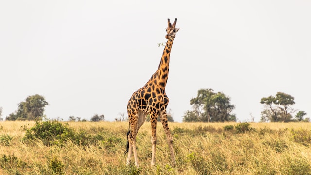 5 Days Uganda Group Safari Tour