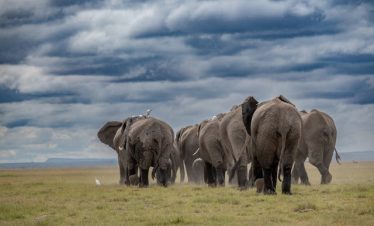 6 Days Kenya Safari & Uganda Gorilla Group Trekking Tour