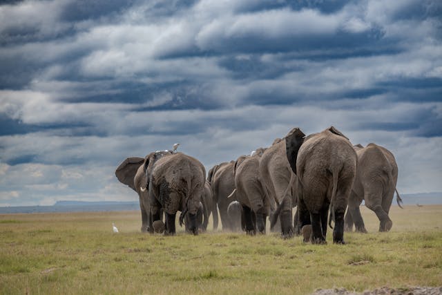 6 Days Kenya Safari & Uganda Gorilla Group Trekking Tour