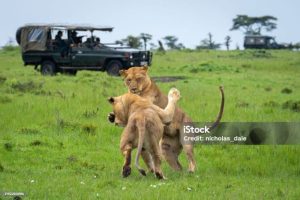 6 Days Kenya Wildlife & Uganda Gorilla Budget Safari Tour