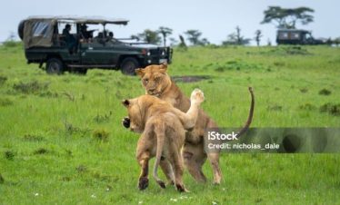 6 Days Kenya Wildlife & Uganda Gorilla Budget Safari Tour