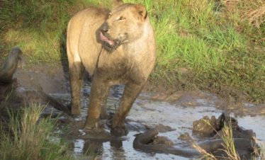 6 Days Uganda Primate & Wildlife Safari Tour