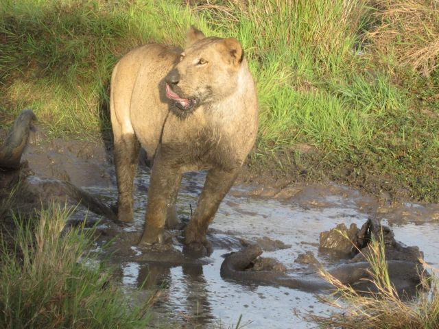 6 Days Uganda Primate & Wildlife Safari Tour