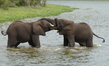 6 Days Uganda Wildlife, Chimpanzee & Murchison Falls Tour
