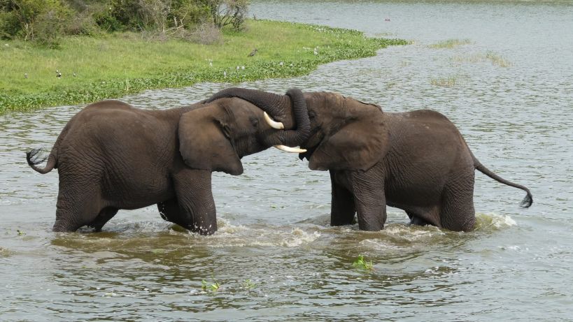 6 Days Uganda Wildlife, Chimpanzee & Murchison Falls Tour