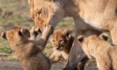 7 Days Budget Safari Tour in Uganda