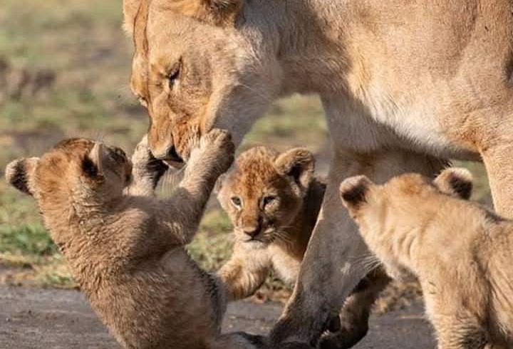 7 Days Budget Safari Tour in Uganda