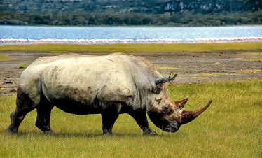 7 Days Kenya Tour & Uganda Gorilla Group Trekking Safaris