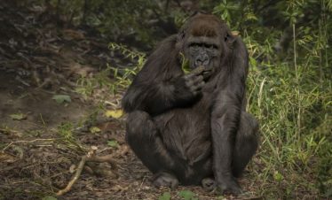 7 Days Uganda Gorilla & Chimpanzee Trekking Safari