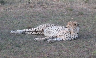 8 Days Uganda Big Five & Primate Safari Tour