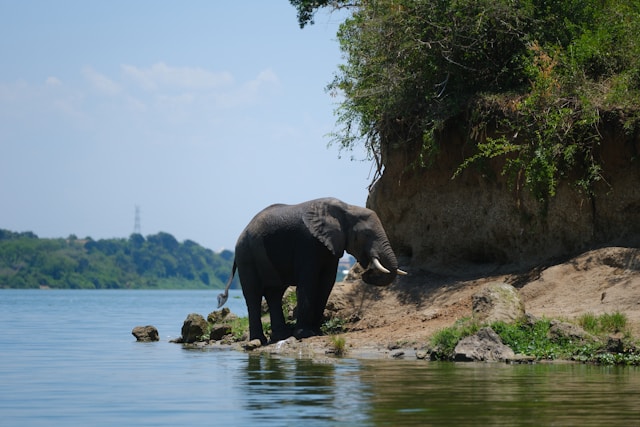 8 Days Uganda Budget Group Safari Tour