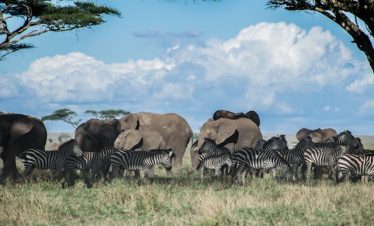 9 Days Kenya Uganda Family Safari Tours