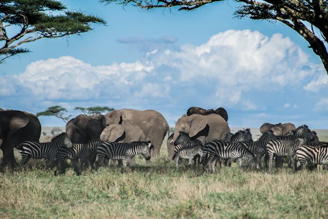 9 Days Kenya Uganda Family Safari Tours