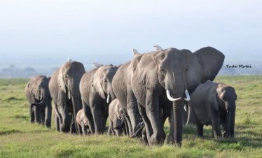 9 Days Uganda Wildlife & Cultural Safari via Rushaga Sector