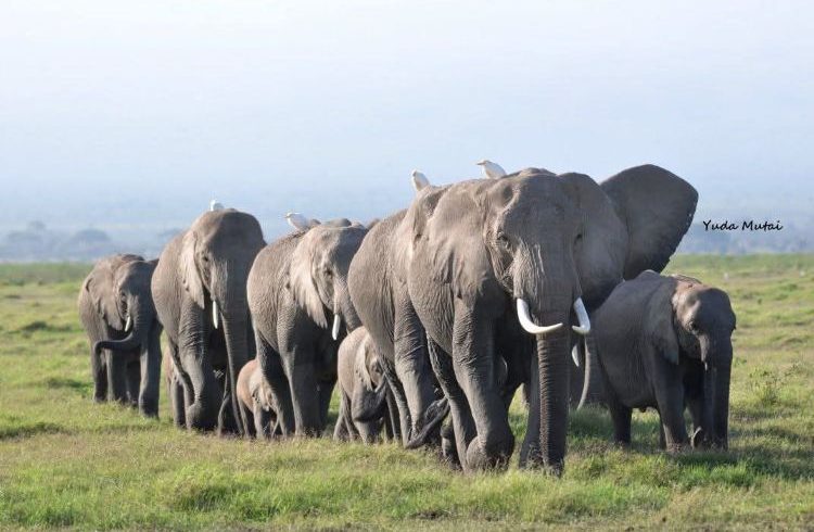 9 Days Uganda Wildlife & Cultural Safari via Rushaga Sector