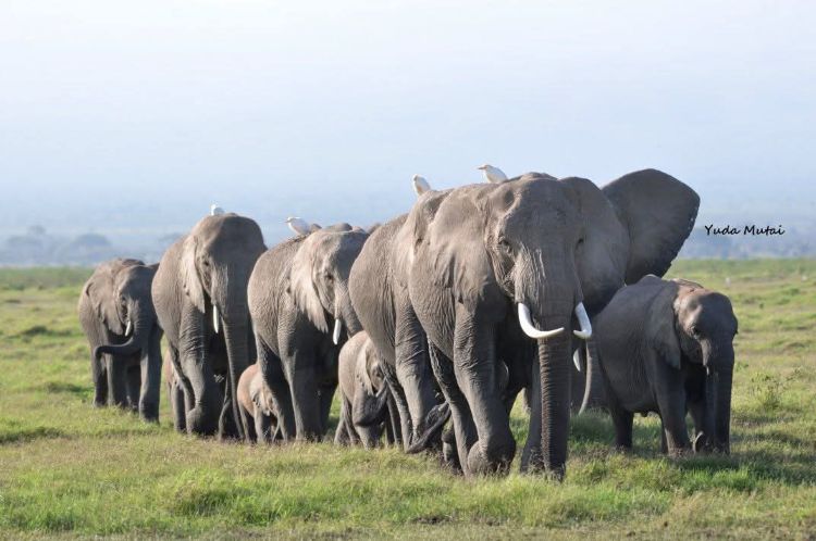 9 Days Uganda Wildlife & Cultural Safari via Rushaga Sector