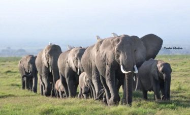Best 5 Uganda Budget Safari Tours