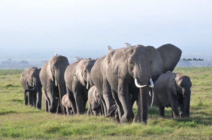 Best 5 Uganda Budget Safari Tours