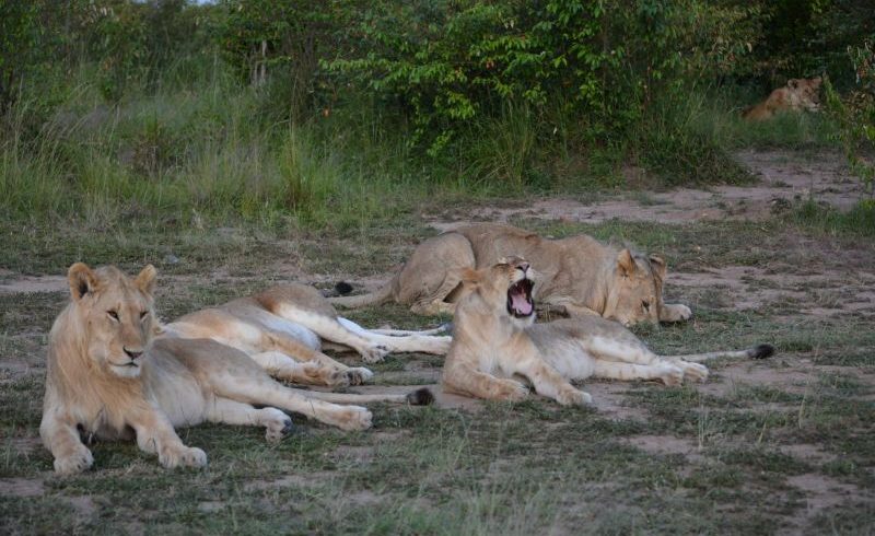 Top 5 Best Queen Elizabeth National Park Safari Tours