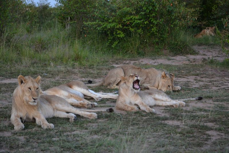 Top 5 Best Queen Elizabeth National Park Safari Tours