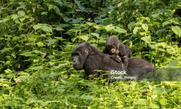 Top Best 3 Bwindi National Park Safari Tours