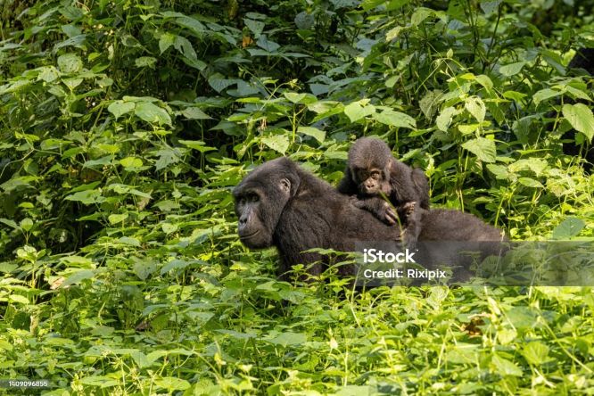 Top Best 3 Bwindi National Park Safari Tours