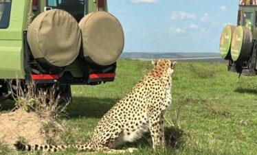 8 Days Tanzania & Uganda budget Safaris