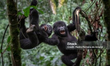 7 Days Tanzania & Uganda Budget Safaris