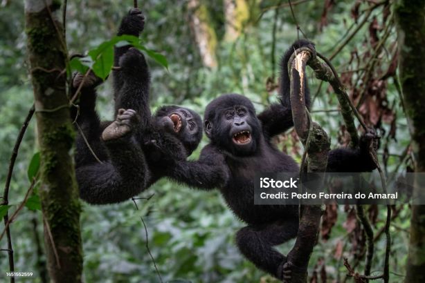 7 Days Tanzania & Uganda Budget Safaris