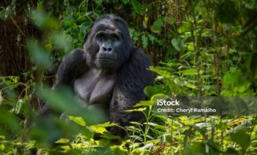 8 Days Tanzania Wildlife & Uganda Gorilla Trekking