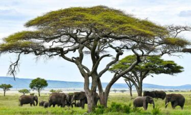 6 Best Tanzania & Kenya Family Safaris